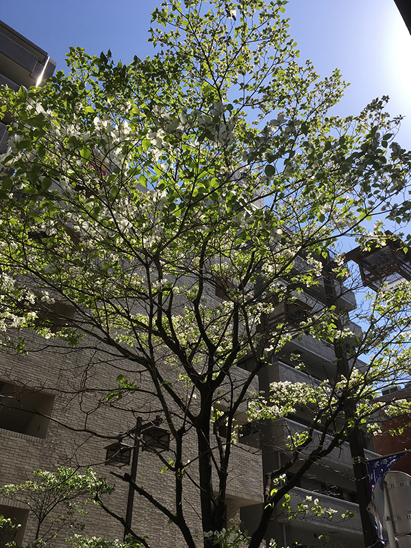 image of a white flowering tree in Kawasaki