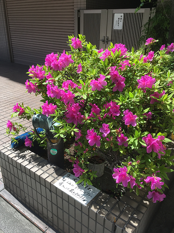 image of pink flowers in Kawasaki