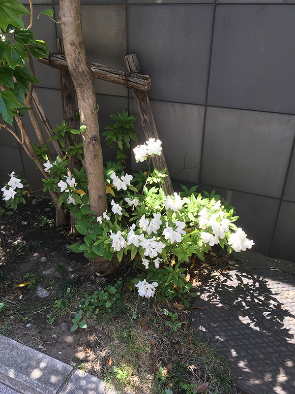 image of white flowers in Kawasaki